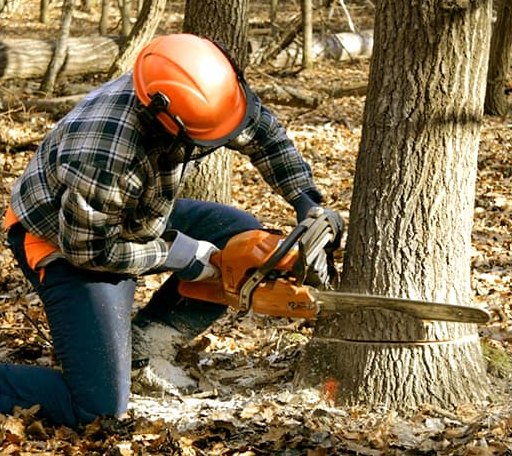 Tree Removal in Loraine, IL